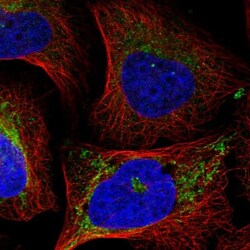 eIF2A Antibody, Novus Biologicals:Antibodies:Primary Antibodies